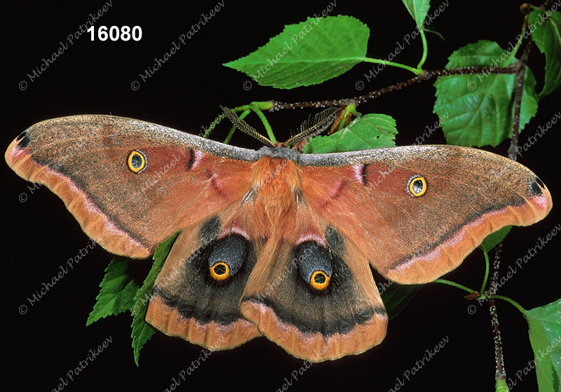 Polyphemus Moth (Antheraea polyphemus)